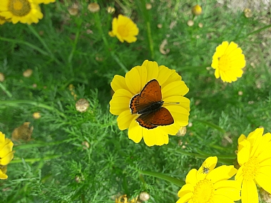 צילום: זיו חן