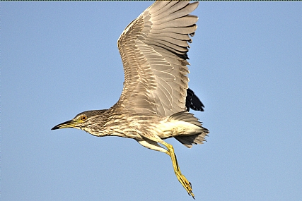צילום: יהודה אלון