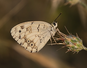 אביבית משוישת
