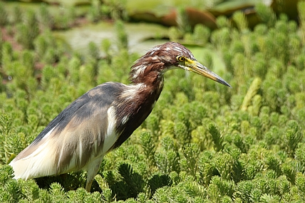 אנפה סינית | אנפה  
אנפות  
אנפה סינית  
ציפור  
ציפורים  
עוף  
עופות
