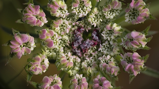 Flower in the middle