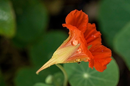 בוקר טוב | כובע הנזיר