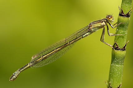 נקבת חיצית הדורה | נקבת חיצית הדורה  
חיצית הגורה  
שפרירית  
שפריריות  
שפרירית חיצית הדורה  
מאקרו