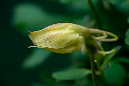 פרח צהבהב על רקע ירוק
