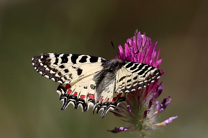 צבעוני קשוט 2