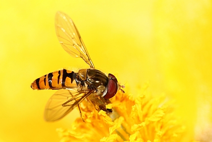 Episyrphus Balteatus | זבוב  
זבובים  
זבוב רחף  
רחפן  
רחפניים  
Episyrphus balteatus  
Marmalade hoverfly  
מאקרו