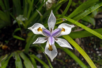 הפרח Fortnight Lily