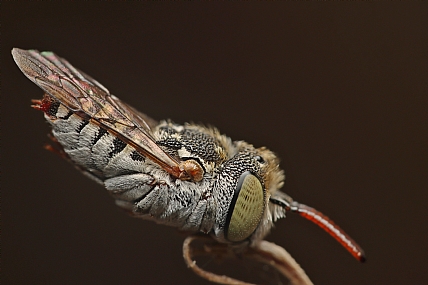 דבורת בר ישנה