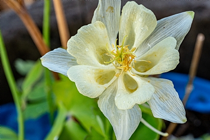 פרח ה״אקווילגיה״ | פרח אקווילגיה