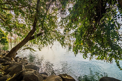 על שפת ים כנרת