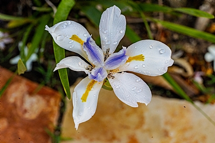 איריס  | איריס פריחה אביבית