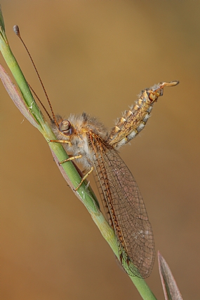 ארימחוש שעיר