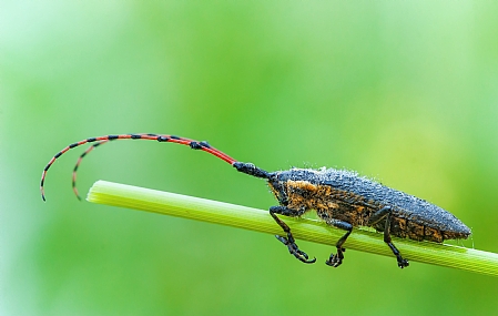 מנוחת היקרונית
