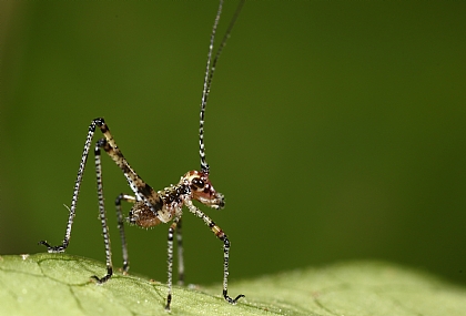 נימפה של חרגול | חרגול  
חרגולים  
נימפה  
נימפה של חרגול  
מאקרו