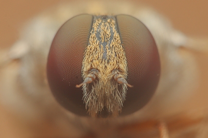 פנים של זבוב בומביל