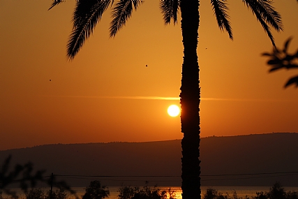 שקיעה עם עץ תמרים