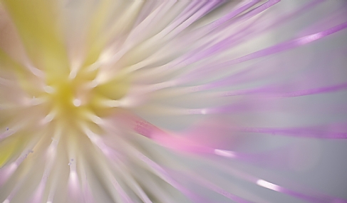 אבסטרקט מהטבע