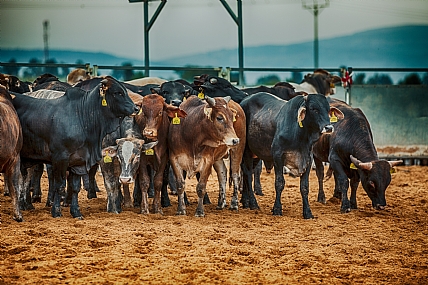 לכל פר מספר