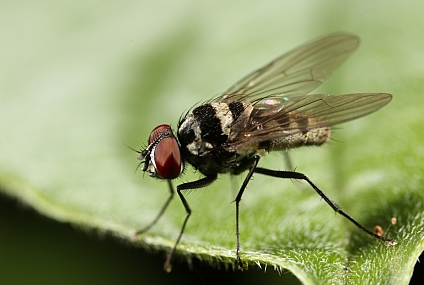 זבוב משפחת אנתומיאידים | זבוב  
זבובים  
זבוב ממשפחת אנתומיאידים  
אנתומיאידים  
Anthomyiidae  
חרק   
חרקים  
מאקרו