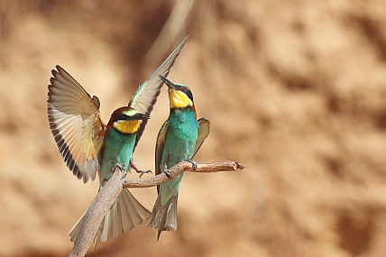 הי, הביטו למעלה...