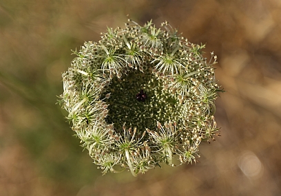 לפני הסגירה