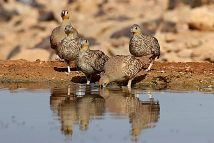 יציאה משפחתית