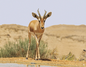 צבי הנגב מגיע לשתות