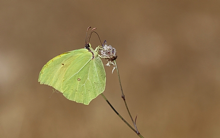 לימוני האשחר