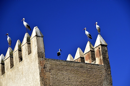 צילום: דוד עידן