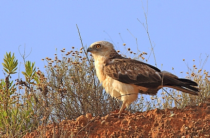 חיואי נחשים