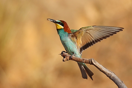 השרקרק האחרון לעונה