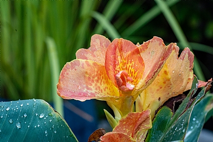 Canna Lily | Canna Lily טרופי