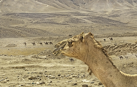 גמל על רקע המדבר
