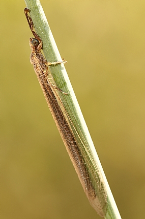 ארינמל Creoleon | ארינמל  
ארינמלים  
Myrmeleontidae Creoleon  
Myrmeleontida  
מאקרו  
חרק  
חרקים