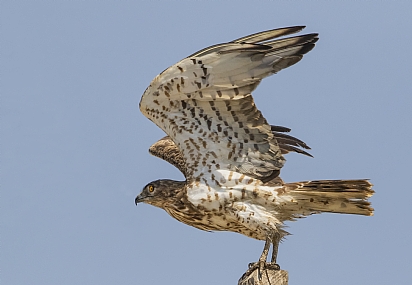 חיואי נחשים