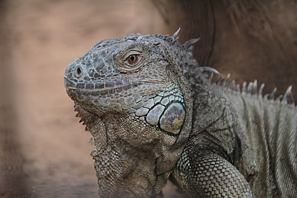 IGUANA