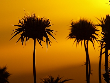 צלליתו של הקוץ.