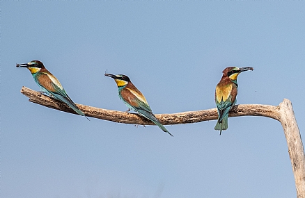 צילום: עמיחי דקל