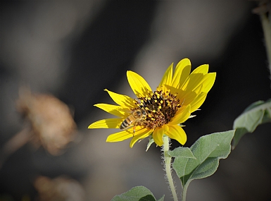 צהוב על צהוב 