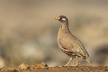 קורא מידברי