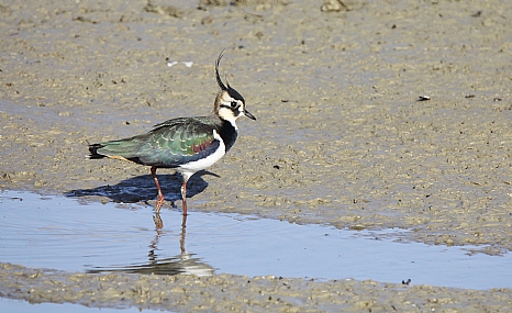 קיווית מצויצת 