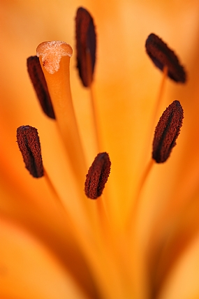 אבקני ליליום כתום | אבקני ליליום כתום  
אבקנים של פרח  
אבקנים  
לילום כתום  
פרח לילום כתום  
פרח לילום  
לילום  
Lilium bulbiferum  
Orange lily  
מאקרו  
פרחים  
פרח