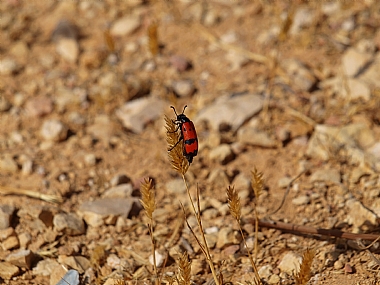 חיפושית איתנה.