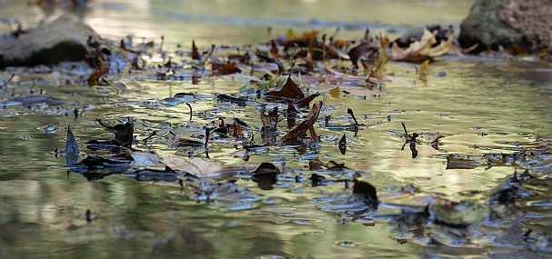 עלי שלכת במים