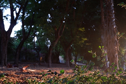 היער המסתורי