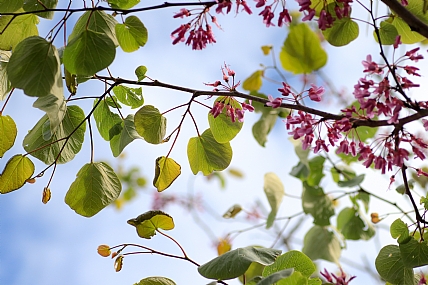 שמים מבעד לענפים
