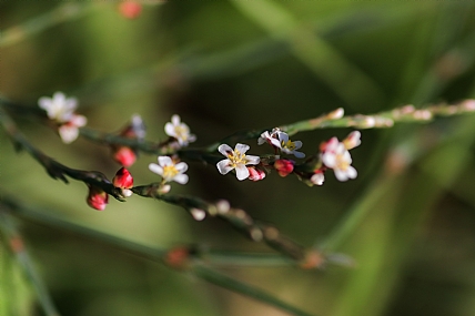 היופי שבפרטים הקטנים