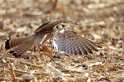הפספוס הגדול