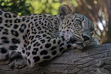 צילום: יואב שניר