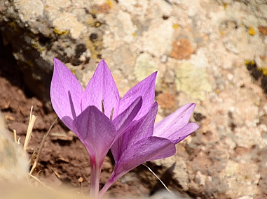 סיתונית התשבץ